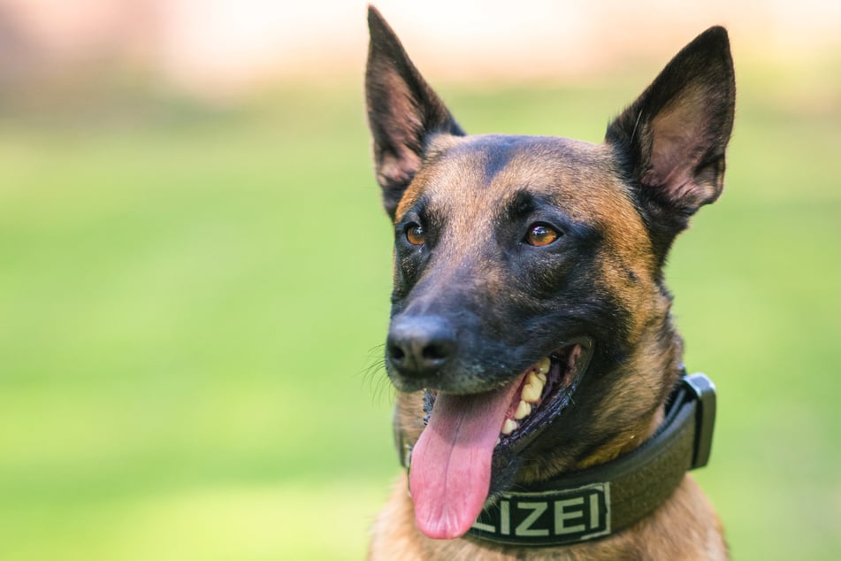 Mithilfe eines vierbeinigen Kollegen konnte die Kölner Polizei ein Einbrecher-Duo auf frischer Tat stellen. (Symbolfoto)