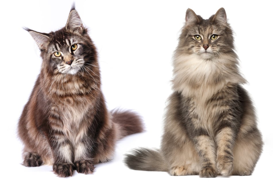 Beim direkten Vergleich sieht man vor allem im Gesicht deutliche Unterschiede zwischen der Maine-Coon-Katze (links) und der Norwegischen Waldkatze (rechts).