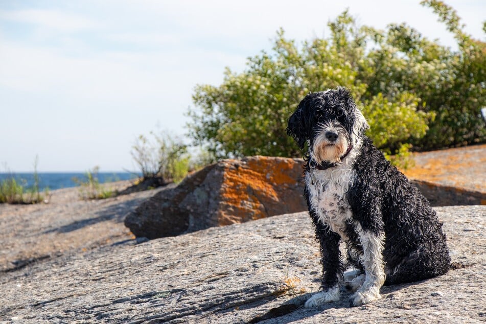 Ein portugiesischer Wasserhund.