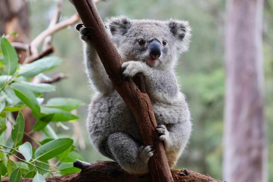 Die Population der Koalas nimmt immer weiter ab. Deshalb versuchen Tierschützer die Eukalyptus-Liebhaber neu anzusiedeln.