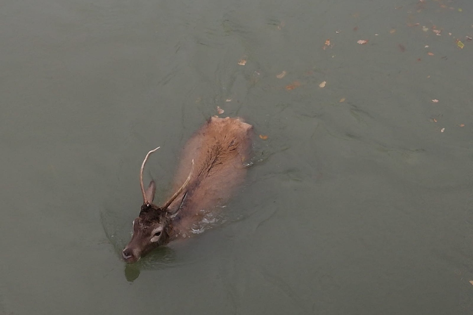 Am Sonntag ist in Hünxe/Kreis Wesel ein Hirsch in eine Schleusenkammer im Wesel-Datteln-Kanal geraten. Die Feuerwehr half dem Tier aus dem Wasser.