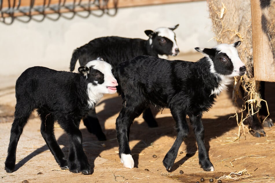 Die süßen Schäfchen können nun auf der Anlage beobachtet werden.