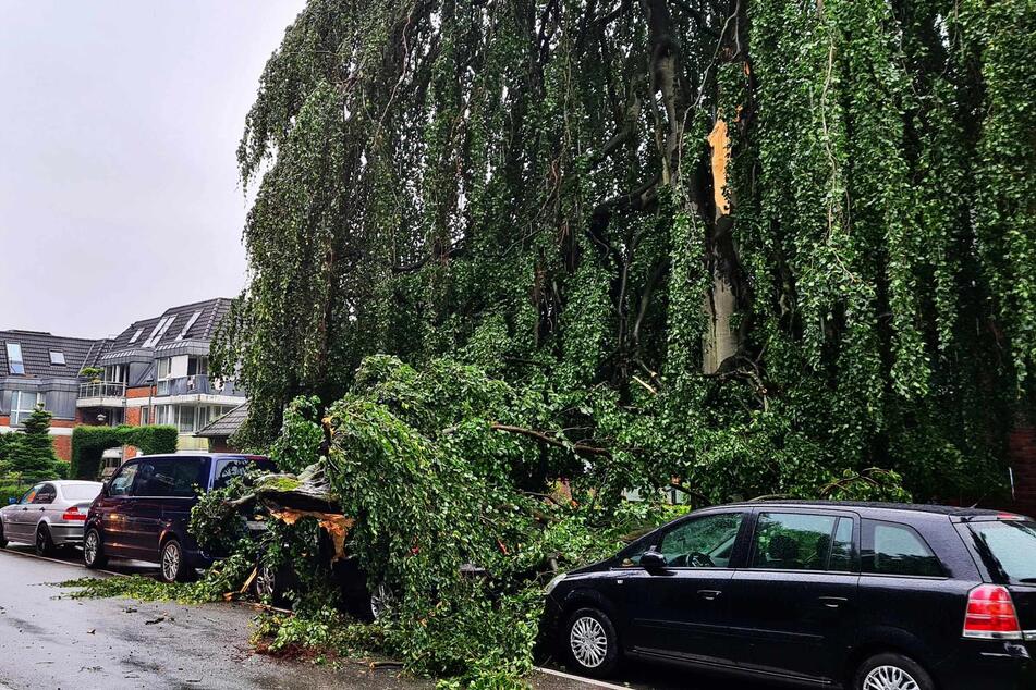 Teile der Trauerweide krachten auf die parkenden Autos.