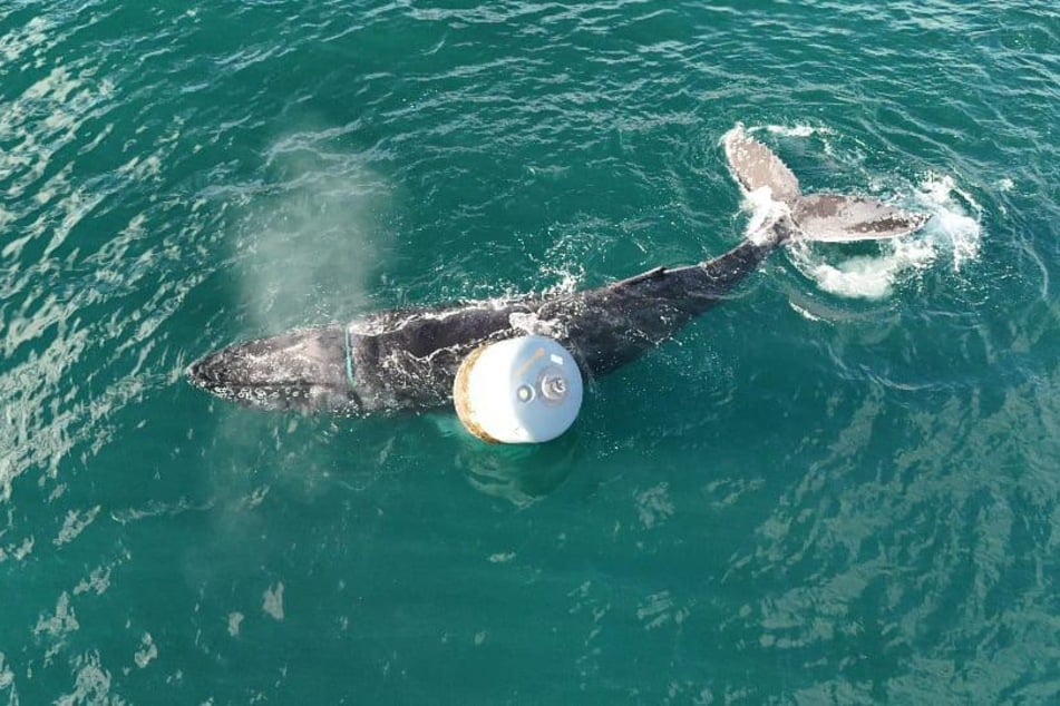 A whale that got caught in a rope off the Isle of Skye was freed.