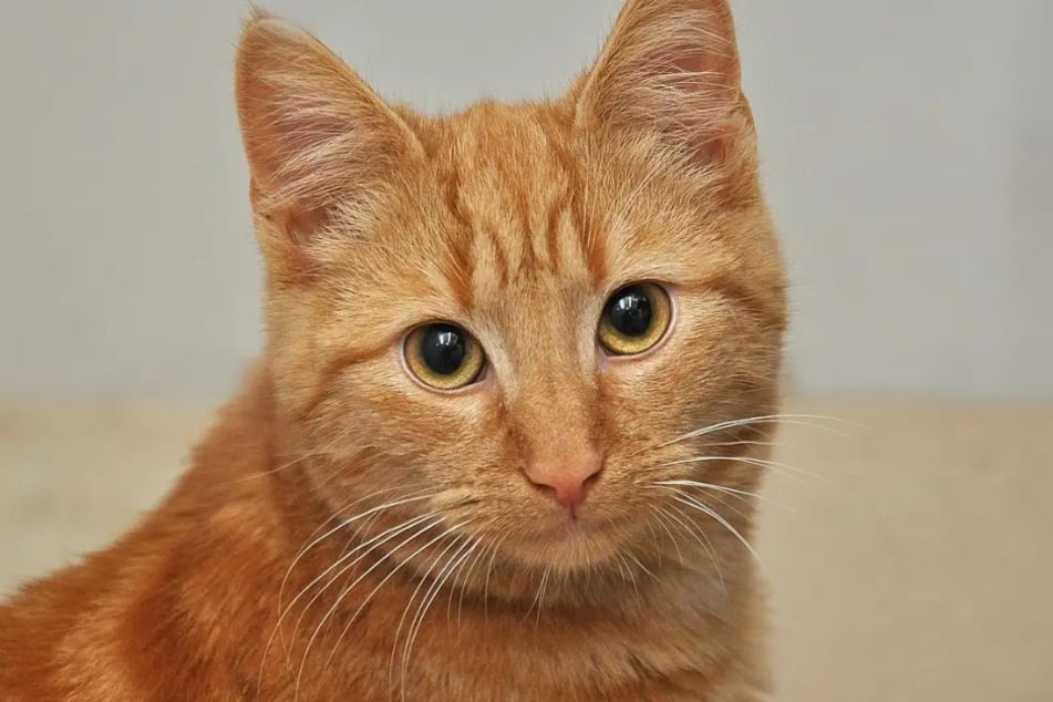 Kater Nacho aus dem Hamburger Tierheim ist auf der Suche nach einem liebevollen Zuhause.