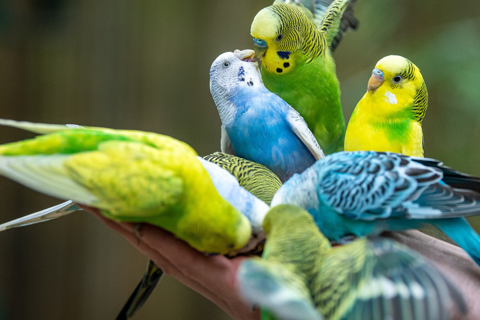 165 Wellensittiche sind dem sogenannten "Animal Hoarding" zum Opfer gefallen: Ihre Besitzerin sammelte sie, verstarb und der Tierrettungsdienst musste sie nun aus der Wohnung befreien. (Symbolfoto)