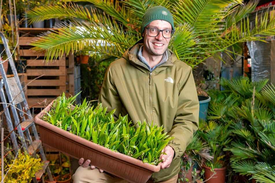 Ein ganzer Kasten voll Einjähriger - bald muss Martin Jentzsch (38) die Palmen-Minis umtopfen.