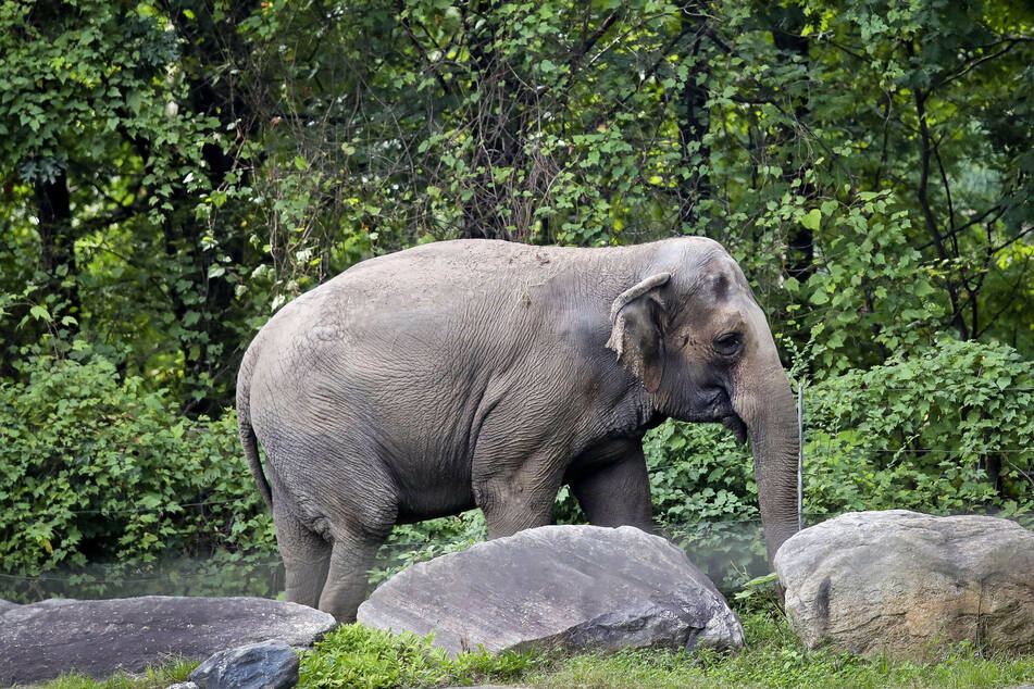 Der Asiatische Elefant ist stark gefährdet. Durch die Zerstörung seines Lebensraumes ist die Art vom Aussterben bedroht. (Symbolbild)