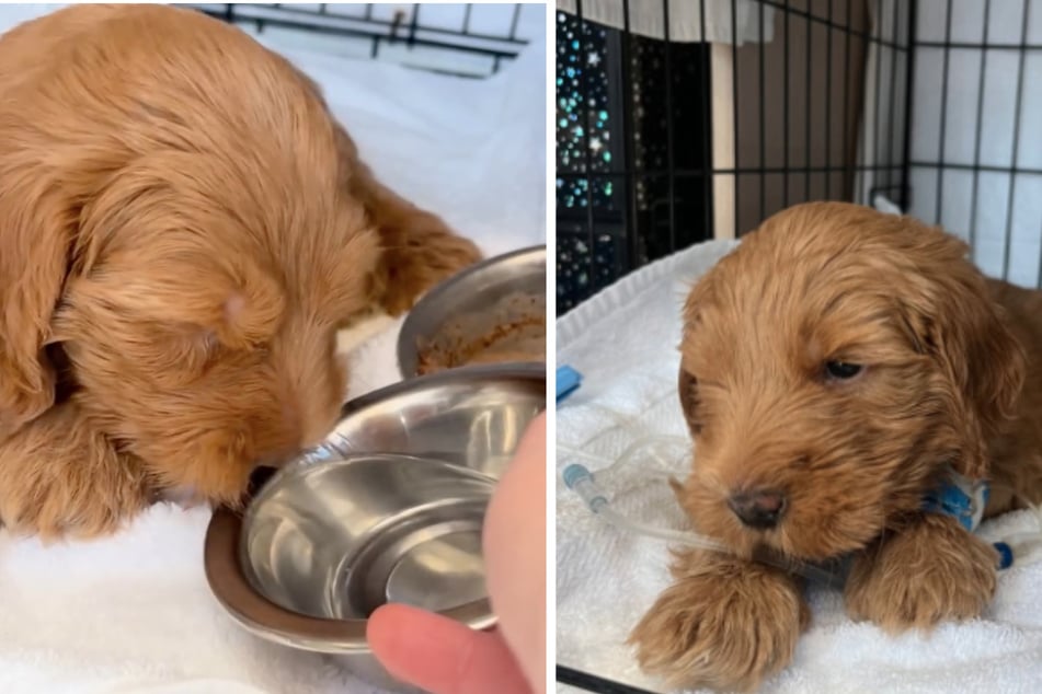 Goldendoodle puppy struggles for survival after serious injuries