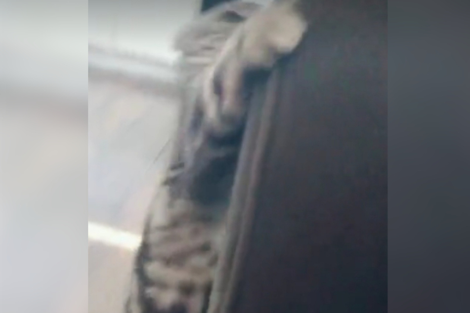 Hier legt sich der Kater gerade mit dem Familienhund an.