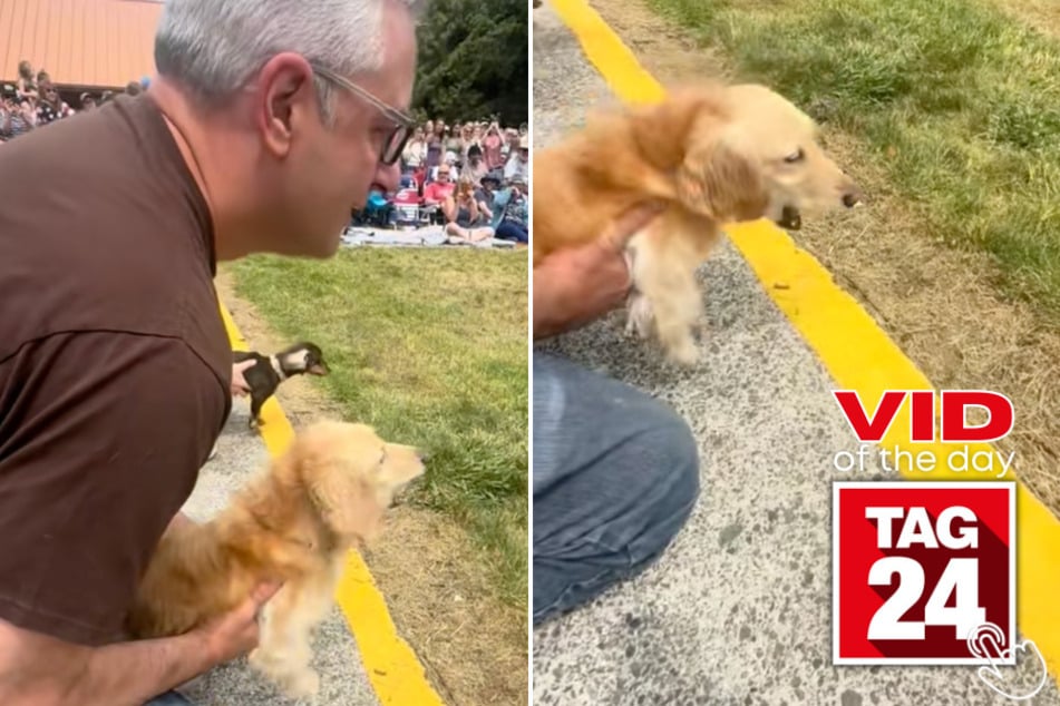 This dachshund wasn't just ready to race – he was screaming for it!