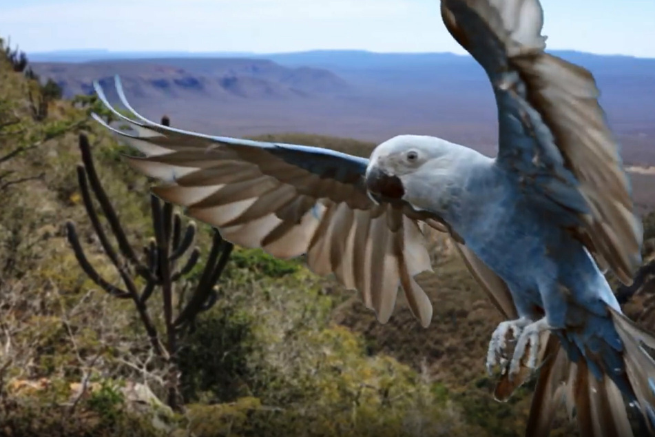 Er galt bereits als ausgestorben: Einer der seltensten Vögel der Welt ist wieder da!