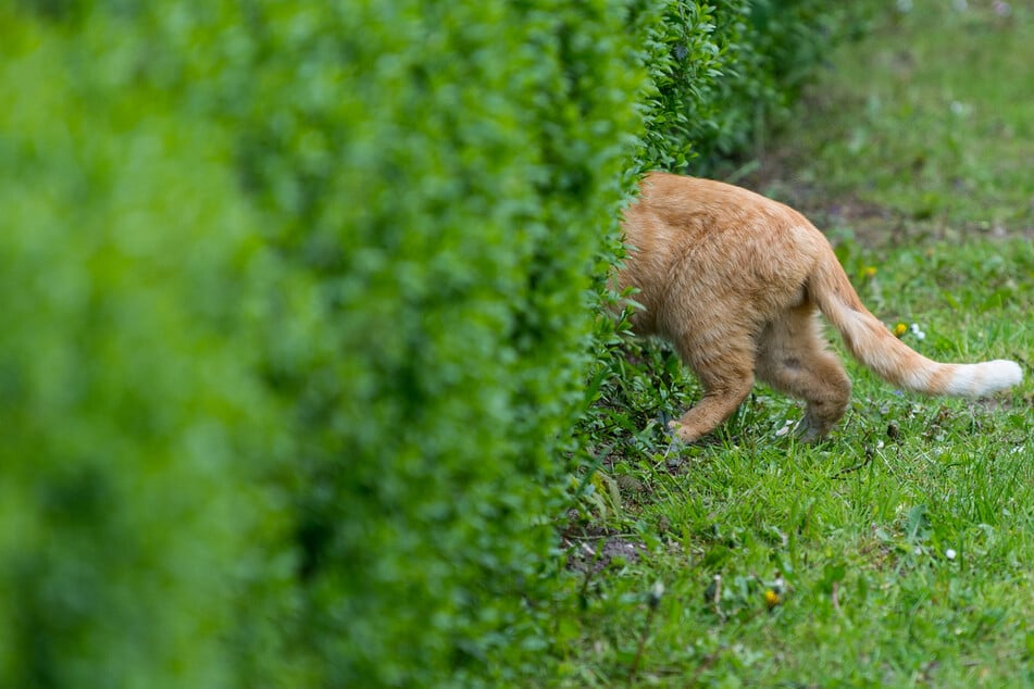 In der Börde kam eine Katze verletzt von ihrem Freigang zurück. (Symbolbild)