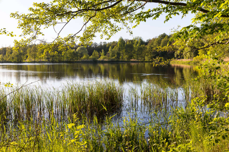In der Oberlausitzer Heide- und Teichlandschaft werden seit fast 800 Jahren Fische gezüchtet.