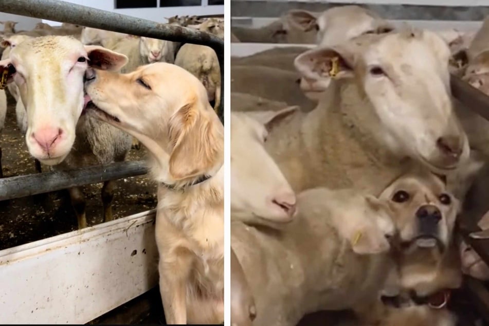Adorable golden retriever tries to blend in with sheep flock