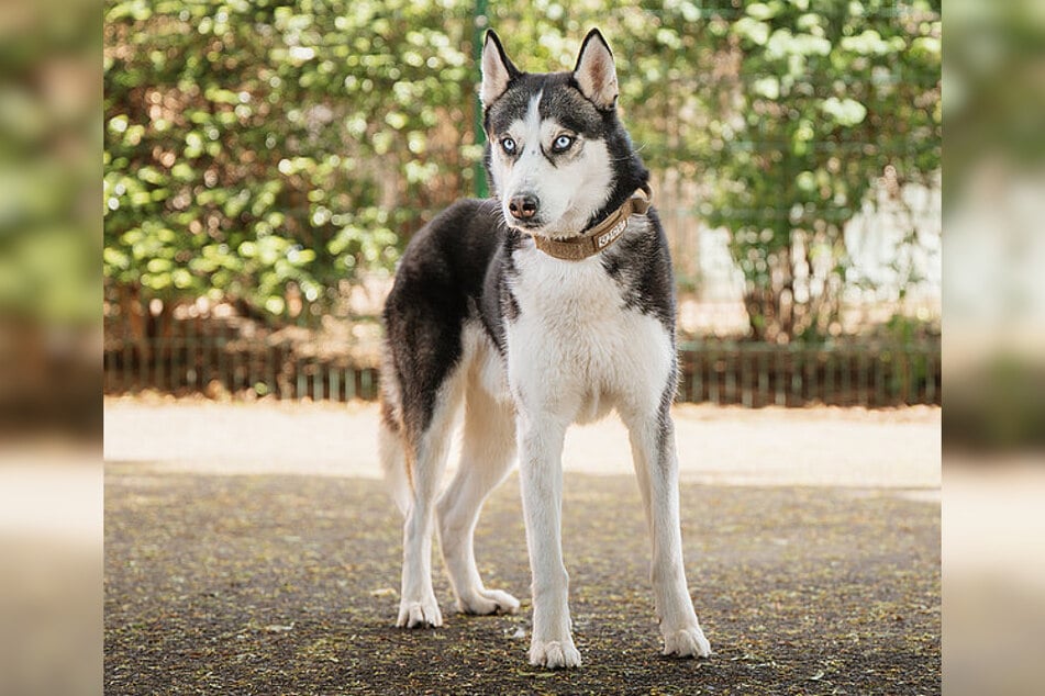 Felix besitzt noch enorm viel Potenzial und kann ein toller Alltagsbegleiter werden.