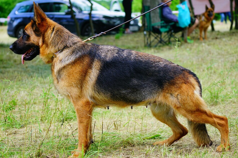 Auch ein abfallender Rücken bei Schäferhunden kann gesundheitliche Folgen haben.