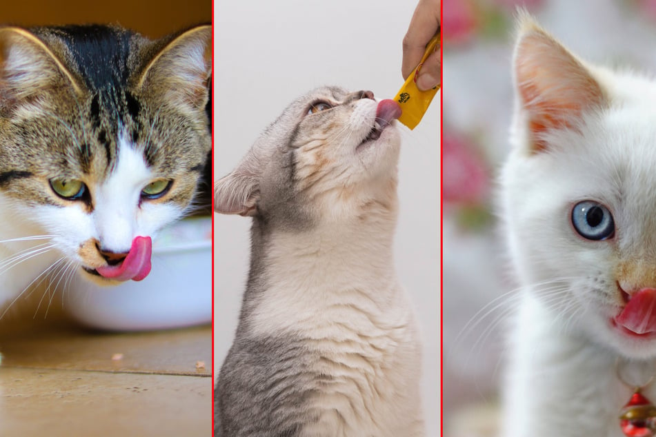 Cats love eating, but what is healthy for them to eat? What makes a good cat diet?