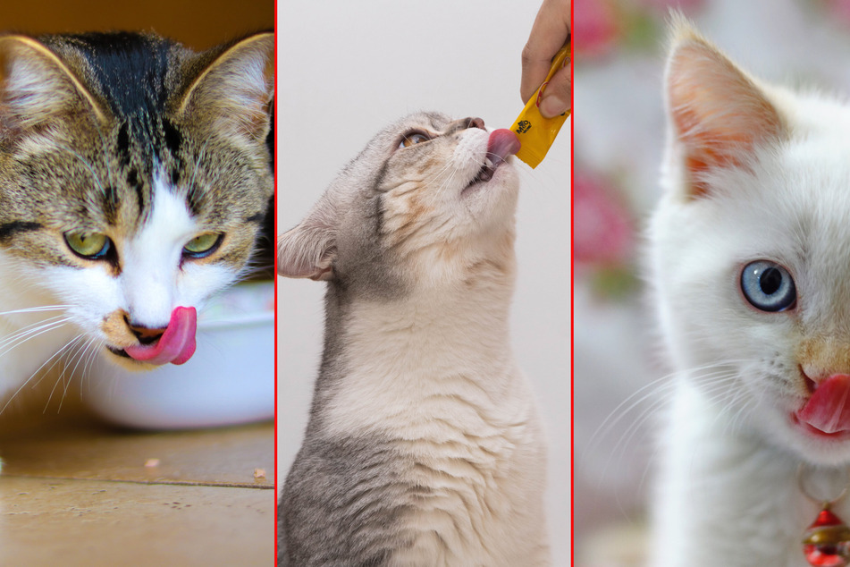 What can cats eat? How to design the perfect cat diet