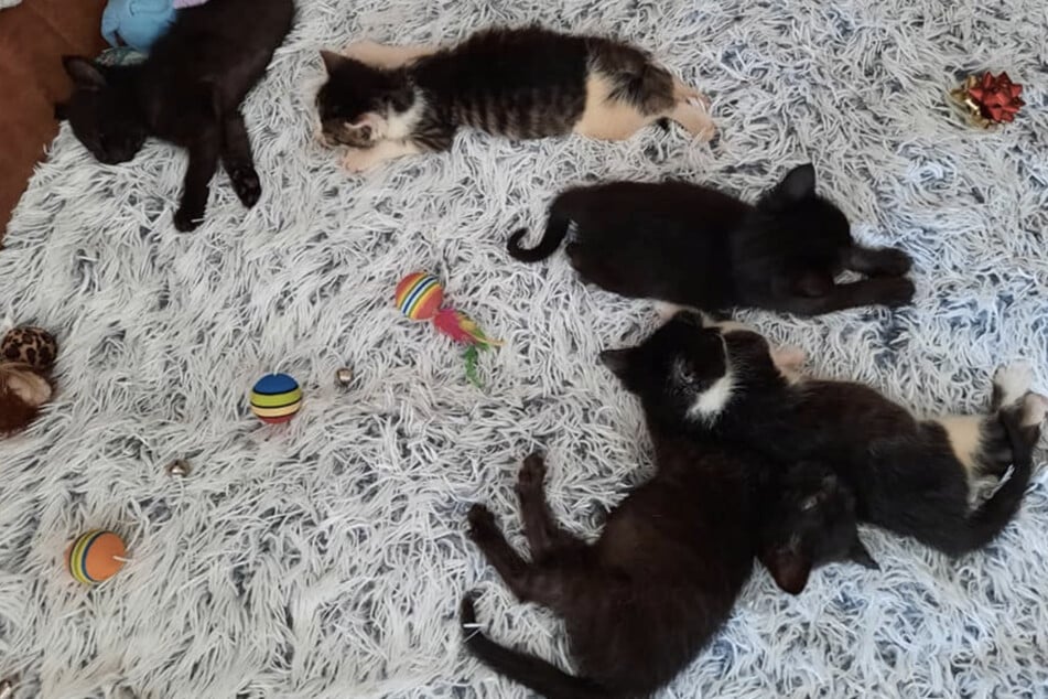 Katzenbabys in Mörtelfass ausgesetzt: Niedliches Quintett ist bereit für einen Neustart
