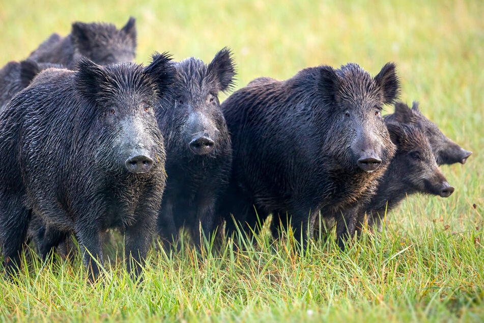 Die Sorge über die Schweinepest in Sachsen wächst.