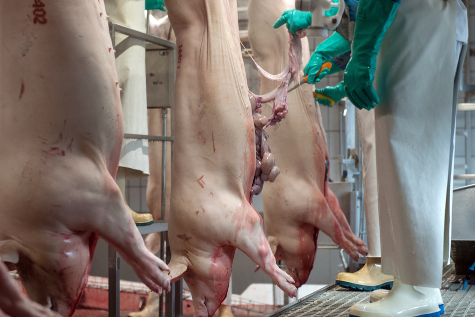 35.000 Schweine werden normalerweise in dem dänischen Schlachthof pro Woche geschlachtet, durch Corona war die Produktion bereits etwas gesenkt worden. (Archivbild)