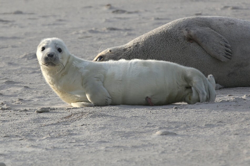 Ein Kegelrobbenbaby liegt am Strand einer Düne vor Helgoland. (Archivbild)