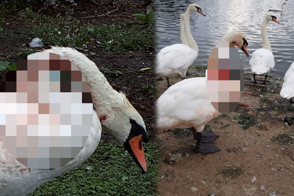 Fowl deed: defenseless swan princess bloodied in shocking attack