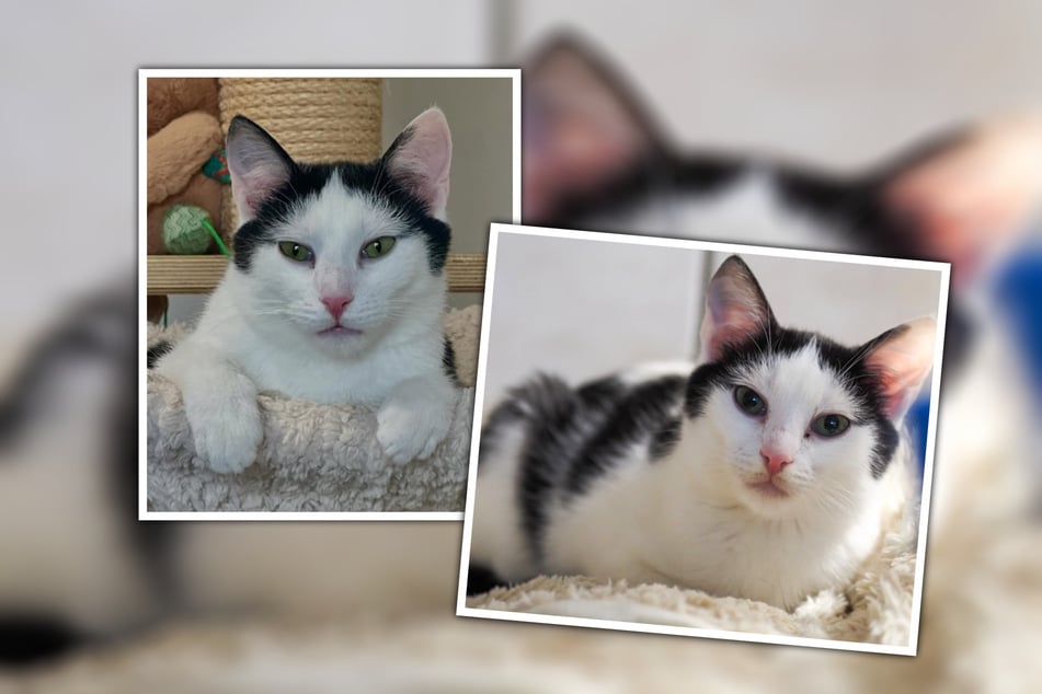 Fresh potrzebuje trochę więcej czasu, aby się rozmrozić.