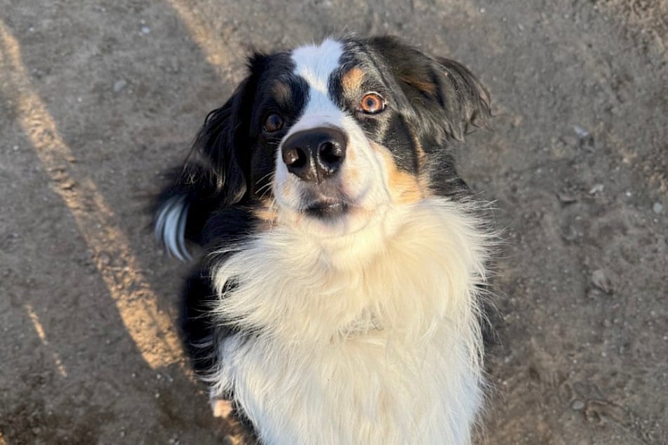 Mini Australian Shepherd Ronny sucht ein liebevolles Zuhause bei erfahrenen Hundefreunden.