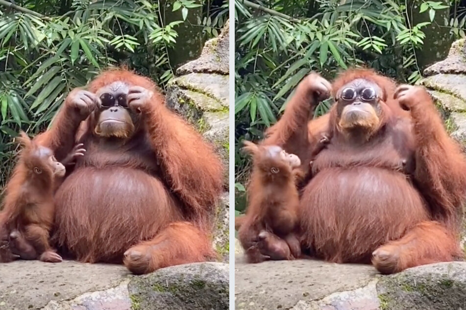 An orangutan tries on a pair of lost sunglasses at Taman Safari zoo in Kallenkote, Indonesia, on August 1, 2021.
