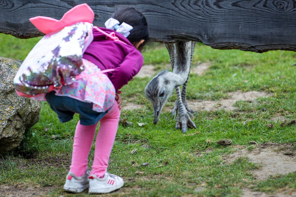 Ein Mädchen beobachtet beim vergangenen Landeszootag 2020 im Tierpark Wismar einen Nandu im Freigehege. Am Zootag beteiligen sich unter anderem die Zoos in Rostock, Schwerin und Stralsund.