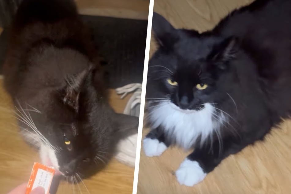Die Nachbarskatze machte es sich in der Wohnung der 25-Jährigen bequem.