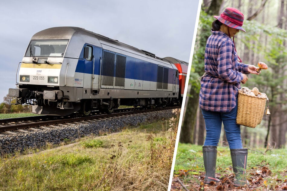 Pilzsammler bringen Regionalbahnen aus dem Takt
