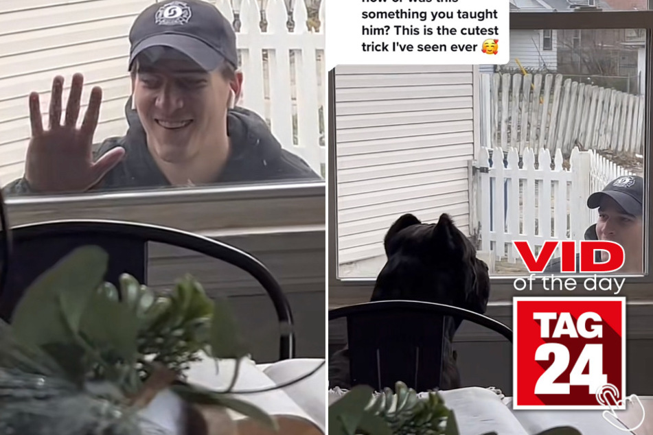 Today's Viral Video of the Day features an incredibly smart dog and his owner playing a game of peek-a-boo through a window.