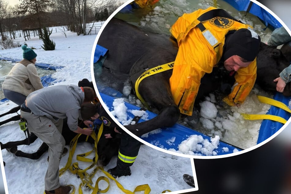 Anwohner alarmiert Feuerwehr: Pferd steckt im Pool fest
