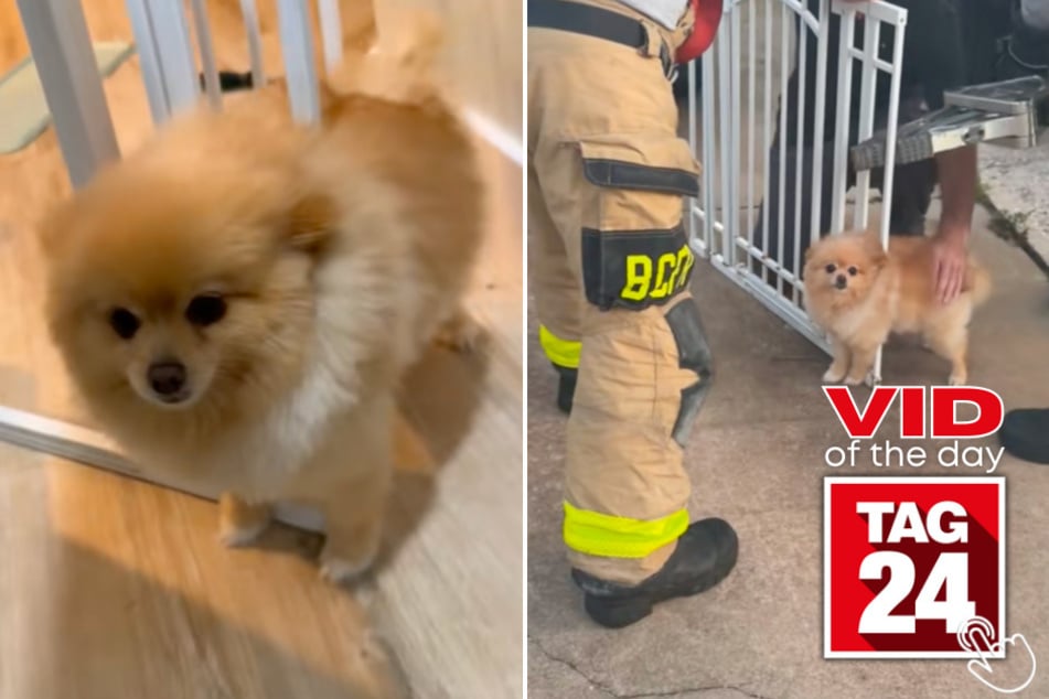 This Pomeranian got so stuck in a gate that his owner had to call 911 – and firefighters showed up with the Jaws of Life.