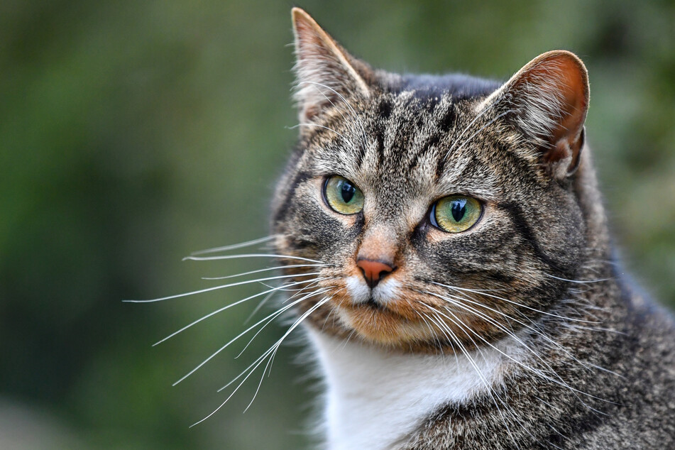 Eine Hauskatze blickt in Richtung Kamera.