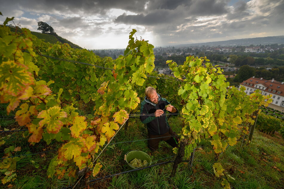 Auch auf dem Staatsweingut Schloss Wackerbarth geht die Weinlese zu Ende. Weinbauleiter Till Neumeister (Foto) und Martin Junge sind guter Dinge.