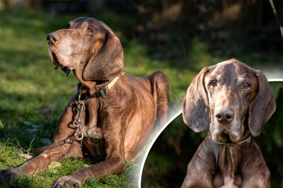 Sanfter Hundeopa hat ein Leben lang gedient: Findet Birko sein Happy End?