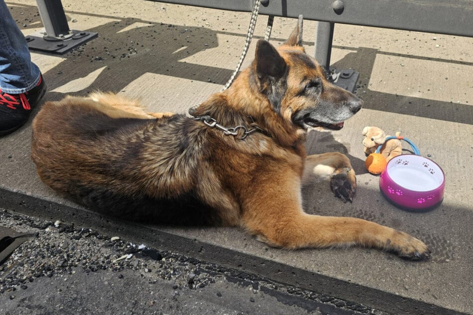 Auch ein Hund wurde ärztlich versorgt.
