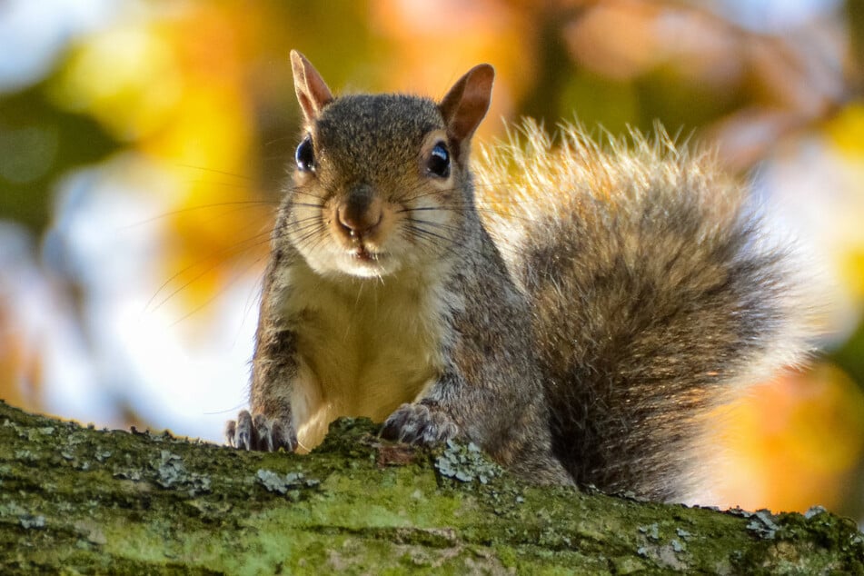 Die Fellfarbe der kleinen Kletterer hängt nach Erkenntnissen des Bundes Naturschutz von der Region ab, in der sie leben.