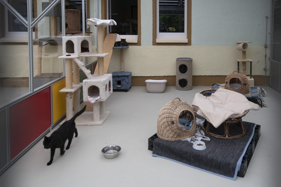 Die Spenden aus der Challenge sollen auch den Katzen im Tierheim zugute kommen.