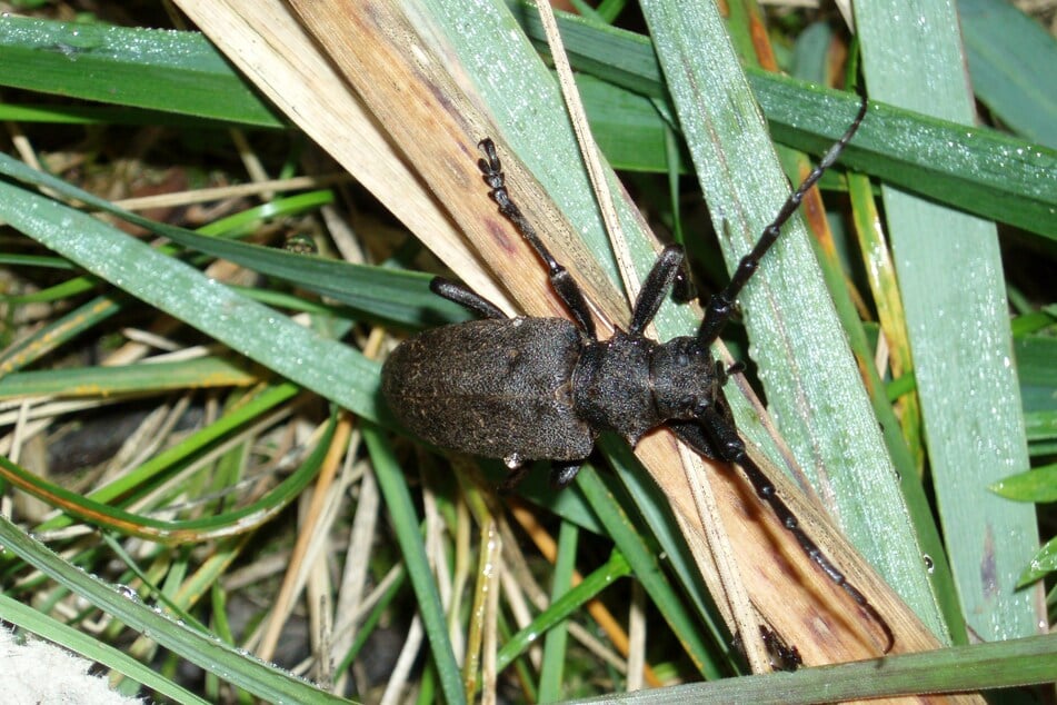 Die vom Aussterben bedrohte Käferart, der Große Eichenbock, fand Unterschlupf in einer alten Eiche.