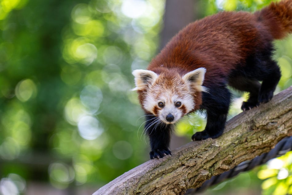 Die Rote-Panda-Dame Jordan musste nach einem Sturz im Rostocker Zoo eingeschläfert werden.