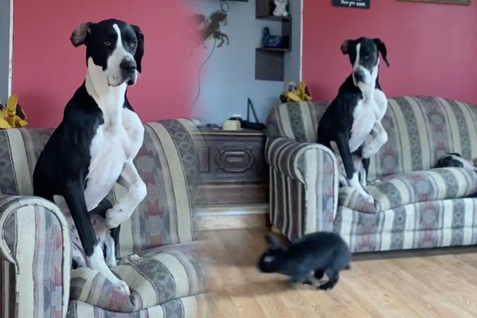 This big dog is terrified of the rabbit hopping around the living room.