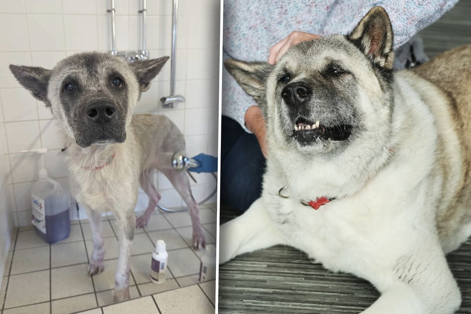 Nejprve se vrátila srst na hlavě, pak po celém těle. Nakonec už Lolu nebylo možné poznat.