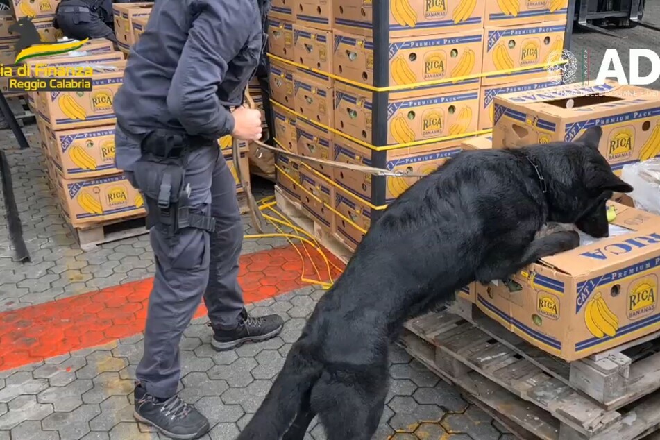 Mehr als 2,7 Tonnen Kokain mit einem geschätzten Marktwert von rund 800 Millionen Euro wurden zwischen Bananenkisten an einem italienischen Hafen sichergestellt.