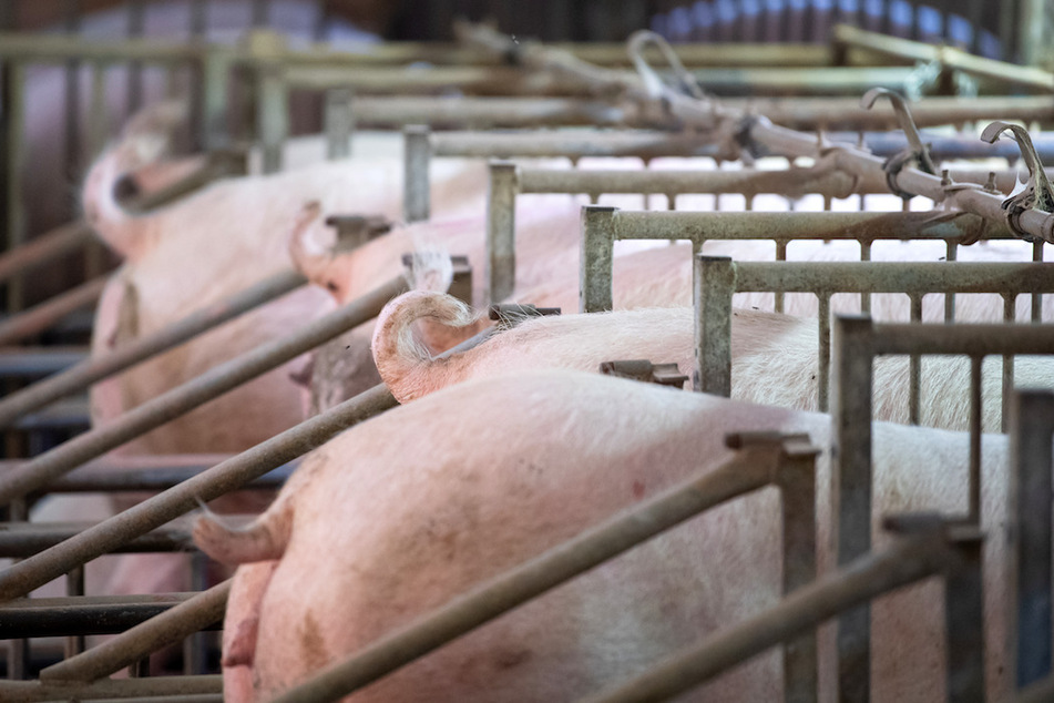 Die Zahl der Zuchtsauen-Halter geht im Schnitt um 8,7 Prozent pro Jahr zurück.
