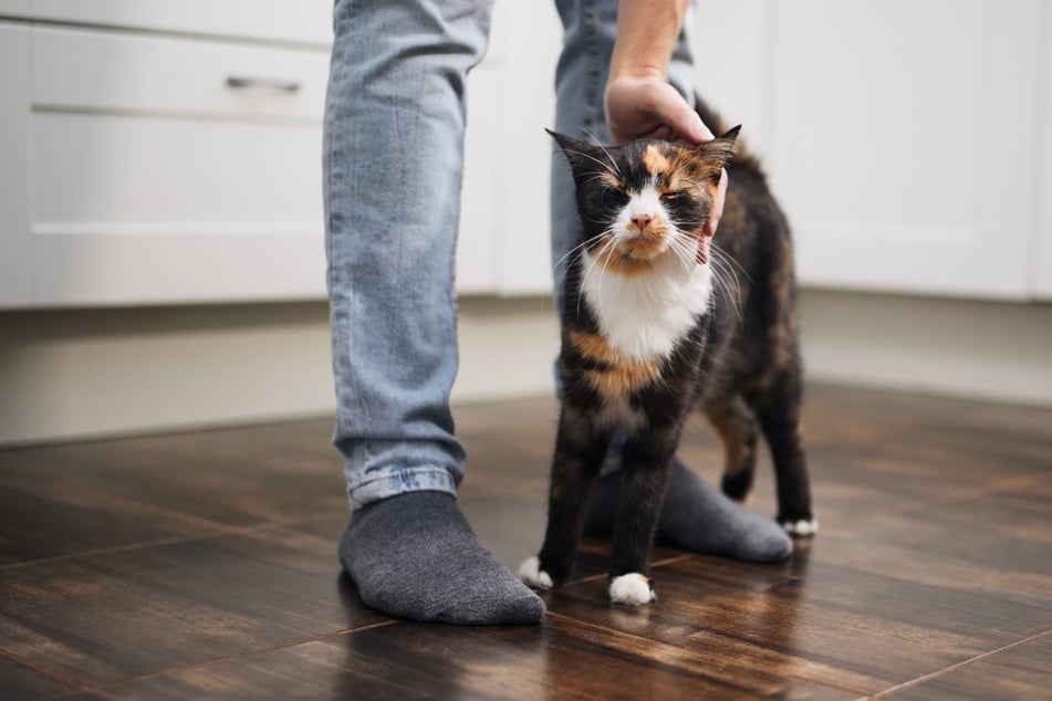 Wenn Dir die Katze schnurrend um die Beine streift, dann bettelt sie um Aufmerksamkeit oder Futter.